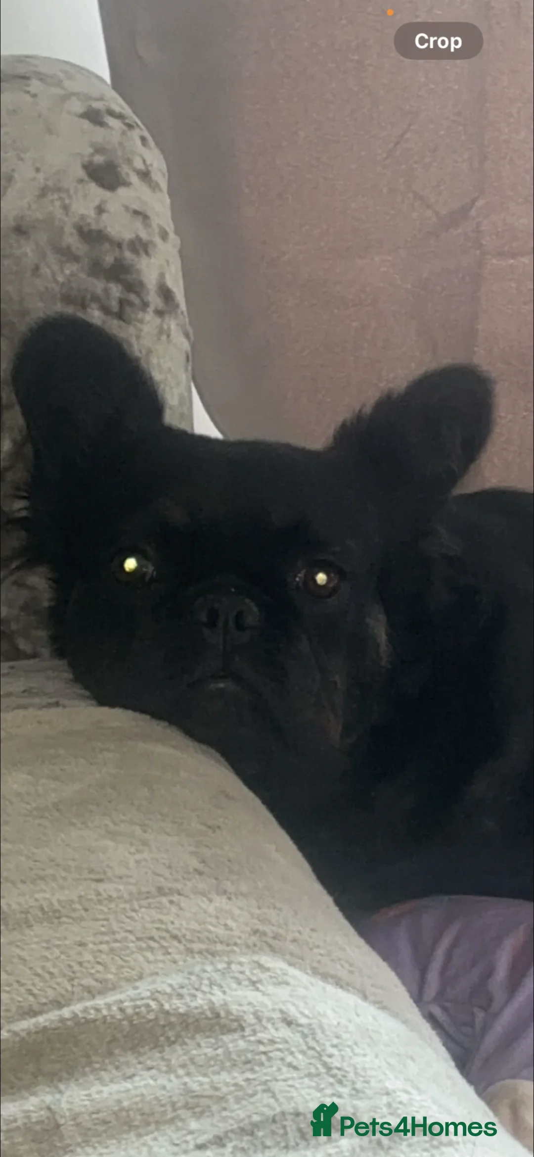 French Bulldog dogs for sale: Fluffy female French bulldog for sale  in Salford - Advert 3