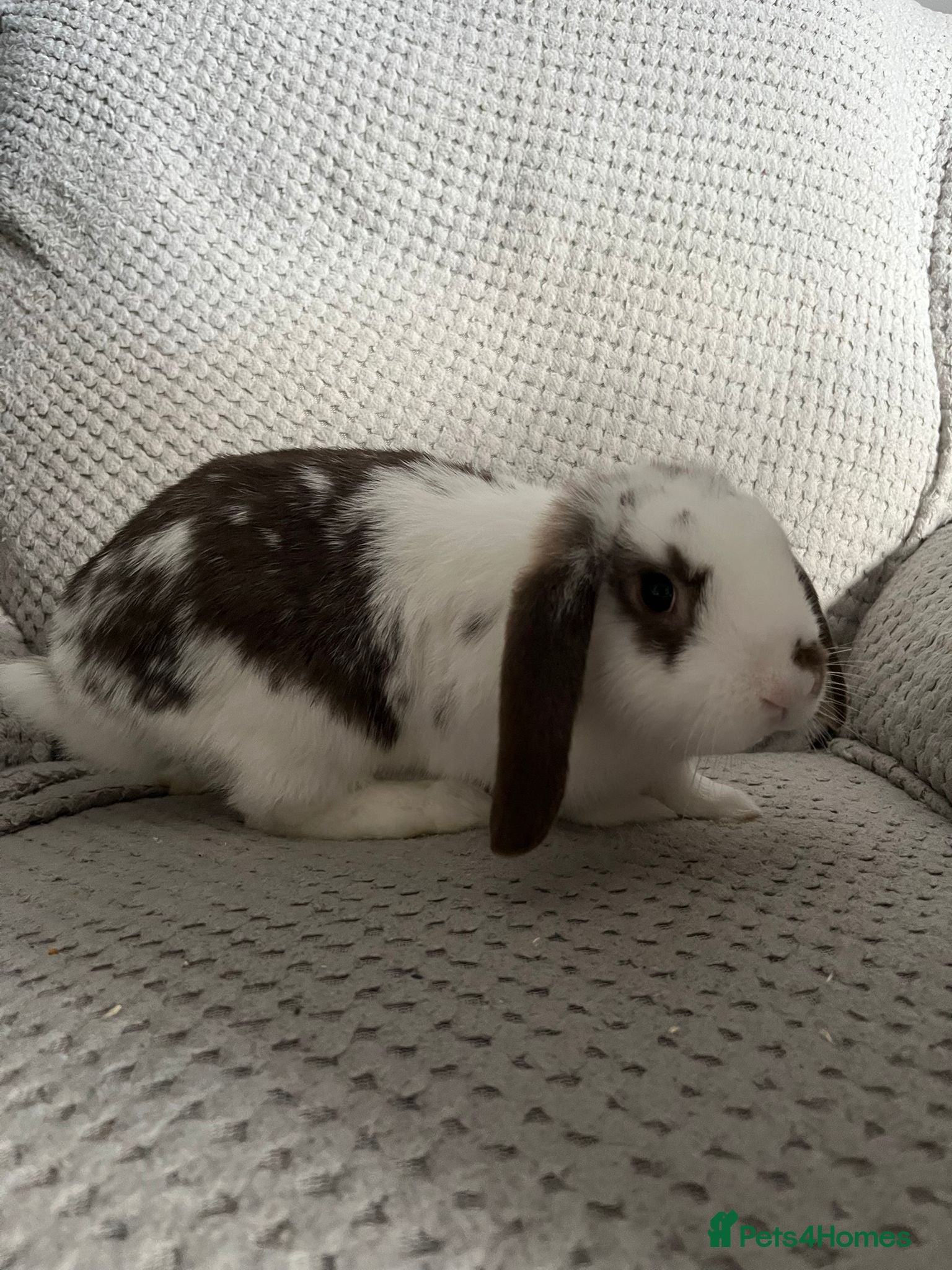 Mini Lop rabbits Mini Lops for sale - Advert 18