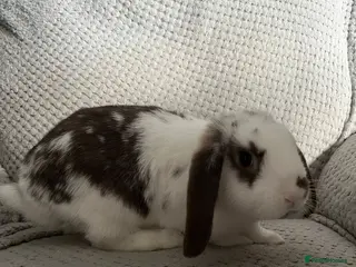 Mini Lop rabbits Mini Lops for sale - Advert 18