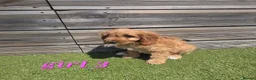 Cockapoo dogs for sale: 7 Adorable F1 Cockapoo pups ♥️🐕🐾 - Advert 21