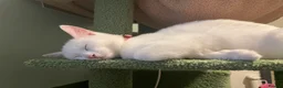 Mixed Breed cats for sale: White female cat - Advert 1