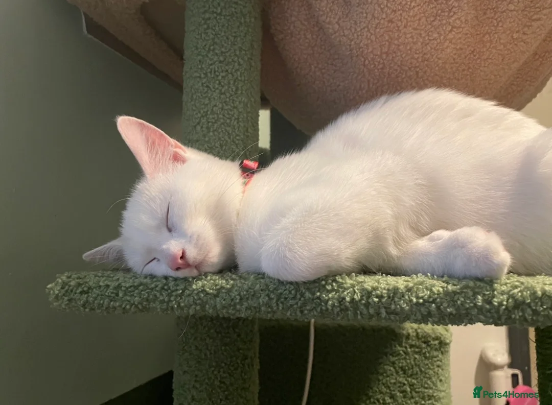Mixed Breed cats for sale: White female cat - Advert 1