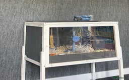 Hamster rodents for sale: Male Syrian Hamster - Image 4