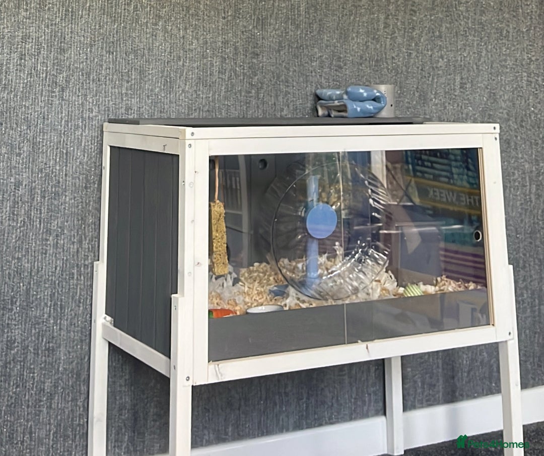Hamster rodents for sale: Male Syrian Hamster - Image 4
