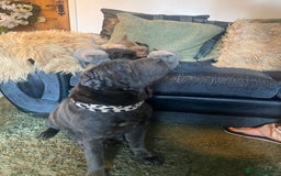 Shar Pei dogs for sale: Shar pei pups 🐶 Rainbow 🌈 litter  - Image 11