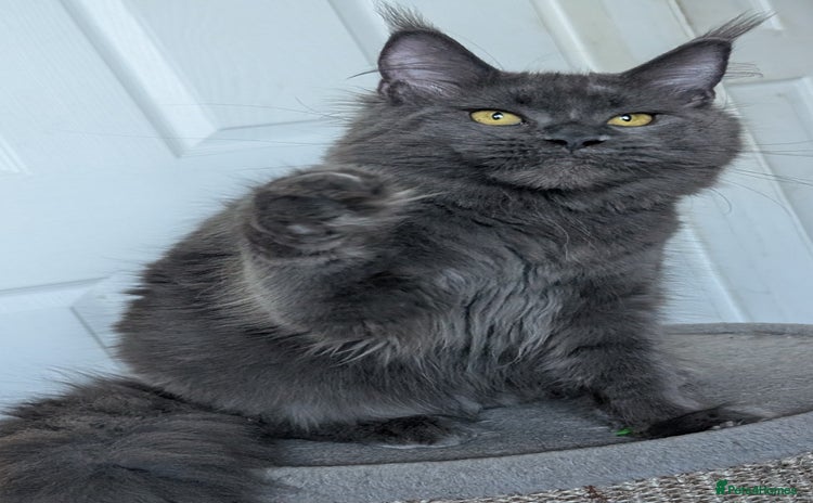 Maine Coon cats - Advert 4