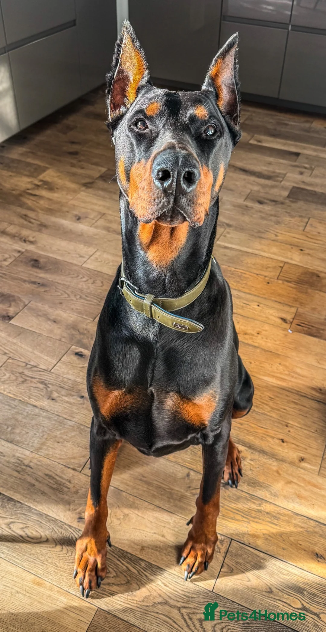 Dobermann dogs for sale: 7-YearOld Doberman Looking for an Experienced Home - Advert 1