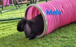 Mini Lop rabbits for sale: Beautiful Mini Lops - READY TO LEAVE - Image 14