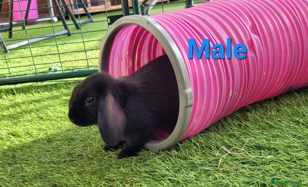 Mini Lop rabbits for sale: Beautiful Mini Lops - READY TO LEAVE - Image 14