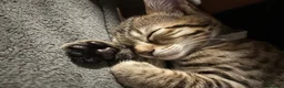 Bengal cats for sale: Bengal 75% maincoon 25% male  - Advert 6