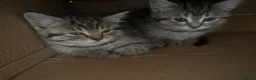 British Shorthair cats for sale: 5 kittens ready for loving homes  in Hull - Advert 3