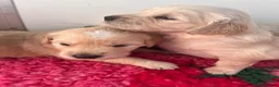 Golden Retriever dogs for stud: FANTASY FLY APRIL JOKE AT TRIARDER  in Doncaster - Advert 9