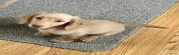 Dachshund dogs for sale: Stunning longhaired creams and shaded cream pups - Advert 10