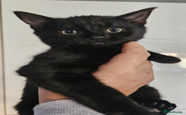 Mixed Breed cats kitten - Advert 3