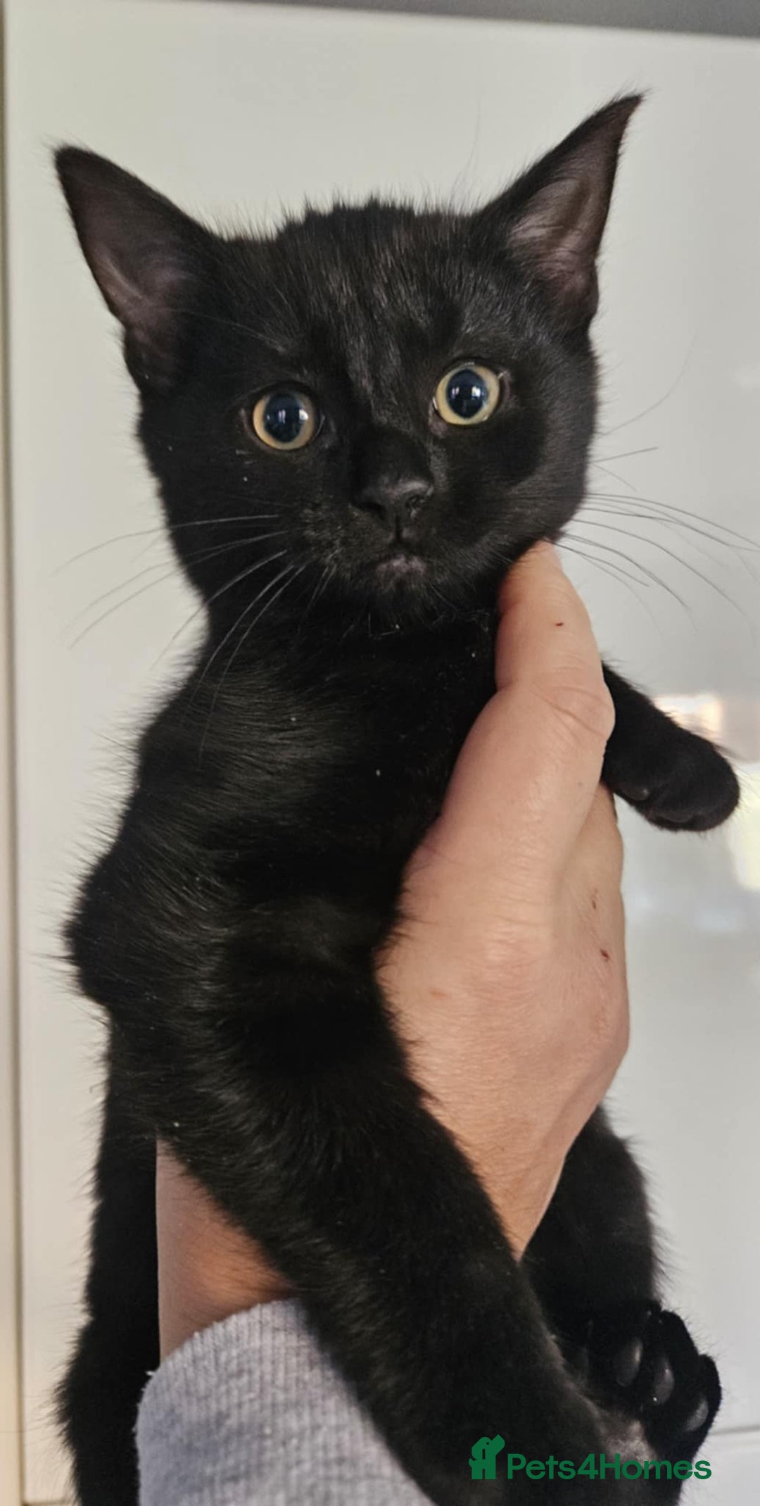 Mixed Breed cats for sale: kitten - Advert 1