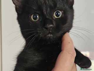 Mixed Breed cats kitten - Advert 16