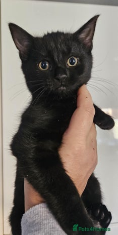 Mixed Breed cats kitten - Advert 3