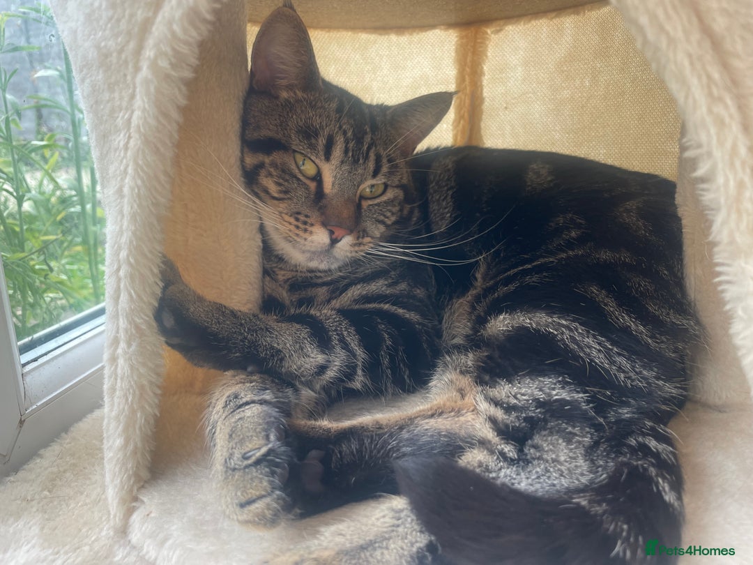 Oriental cats for sale: Ivey the cat  - Image 1