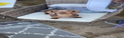 Miniature Dachshund dogs for sale: 2 miniatures  in Warrington - Advert 4