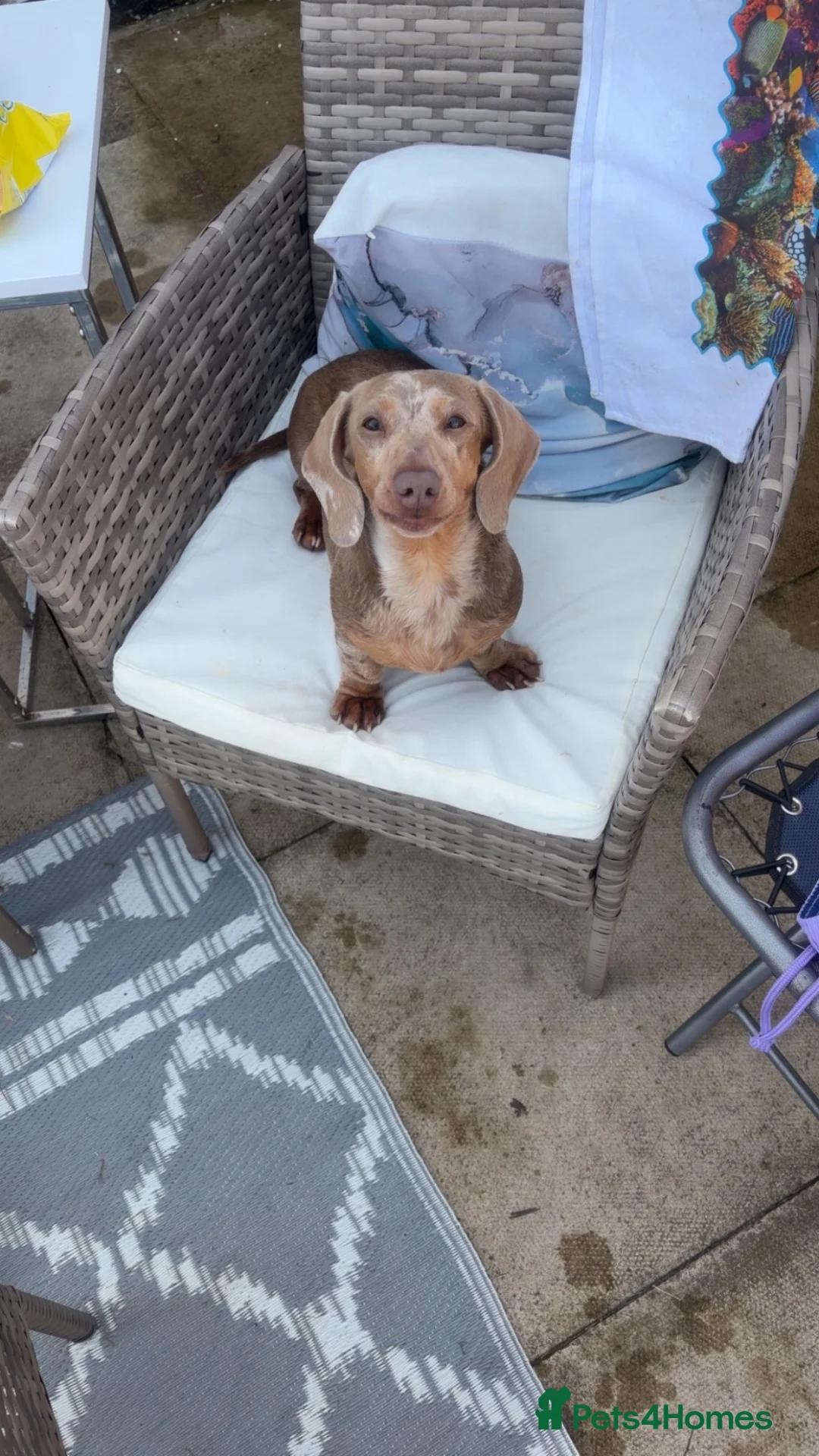 Miniature Dachshund dogs for sale: 2 miniatures  in Warrington - Advert 4