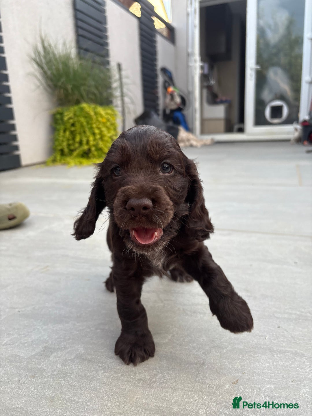 Cocker Spaniel dogs for sale: beautiful KC show cocker spaniel puppies  - Image 9