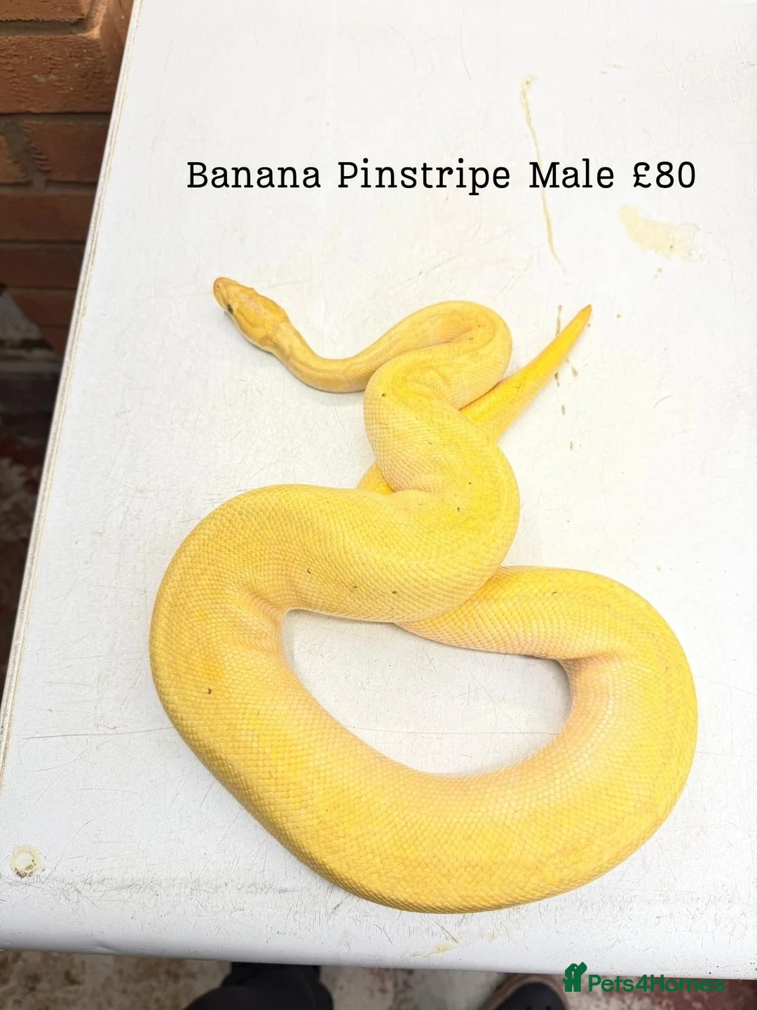 Python Snake reptiles for sale: 9 ball pythons  - Advert 6