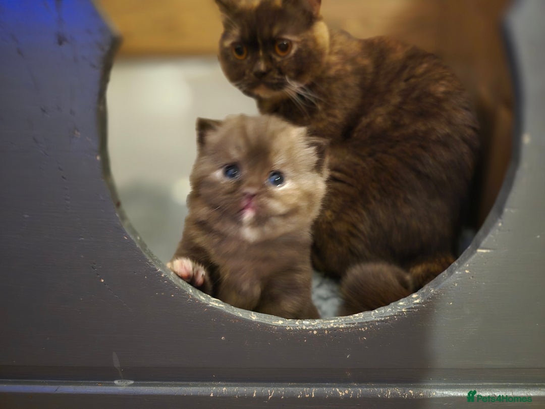 British Shorthair cats for sale: Stunning British Shorthair Kittens  - Image 16