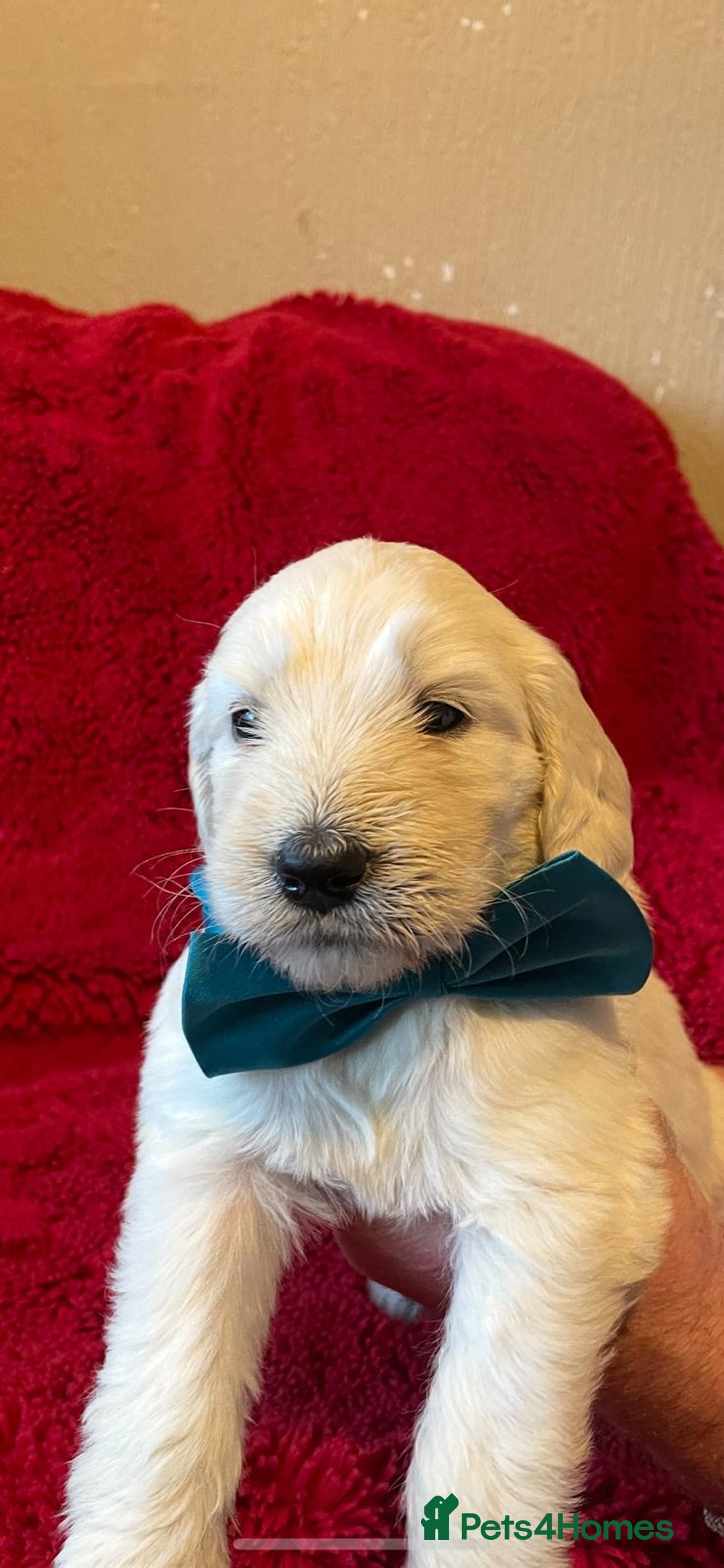 Double Doodle dogs for sale: Beautiful Double Doodles puppies  - Image 15