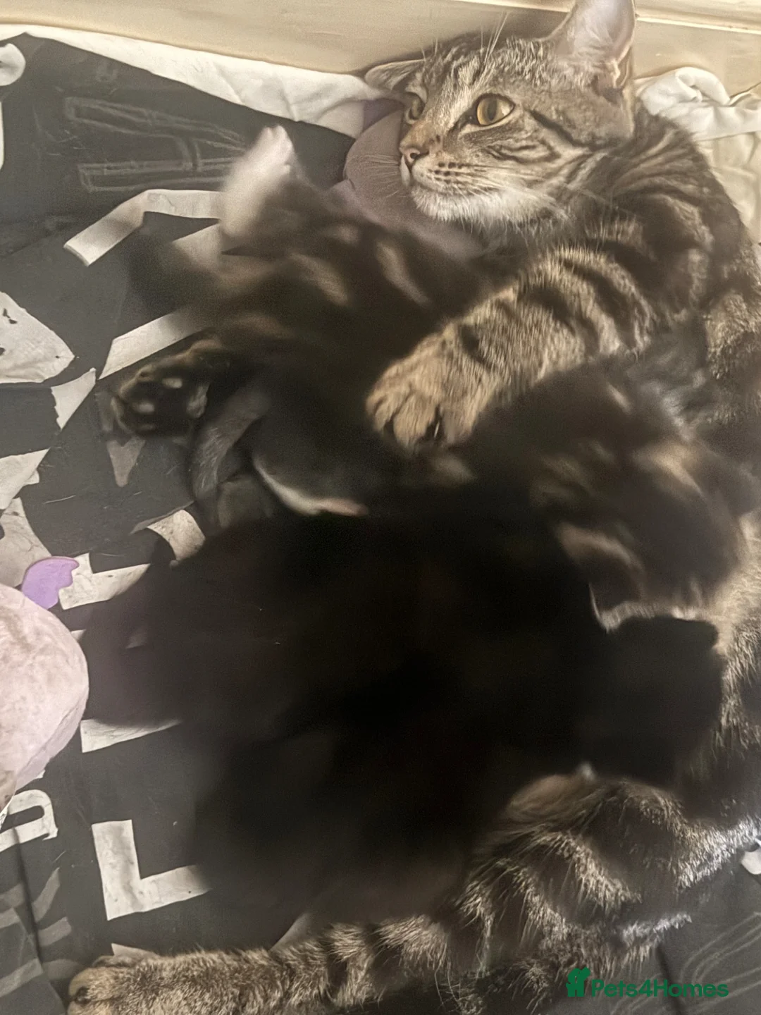 Mixed Breed cats for sale: Mixed breed kittens looking for new home  - Advert 1