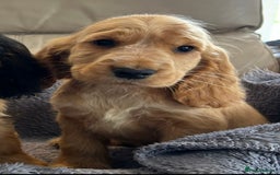 Cocker Spaniel dogs for sale: Reduced last 2 ‼️ £950 Kc reg show cocker puppies  - Image 10