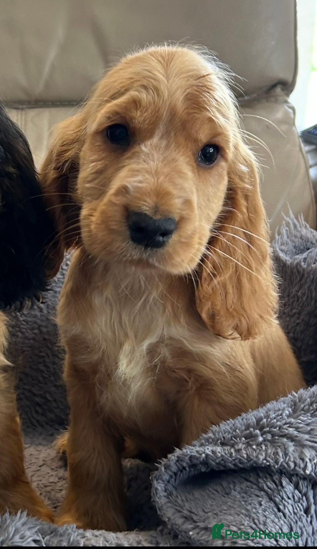 Cocker Spaniel dogs for sale: Reduced last 2 ‼️ £950 Kc reg show cocker puppies  - Image 10