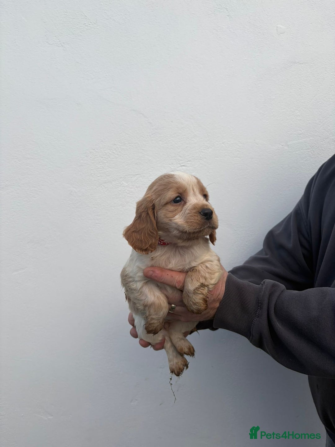 Cocker Spaniel dogs for sale: Cocker spaniels - Advert 3
