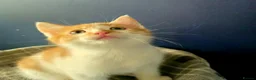 Mixed Breed cats for sale: Ready 5kittens raised with dogs and children - Advert 13