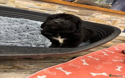 Newfoundland dogs for sale: Newfoundland puppies - Image 20