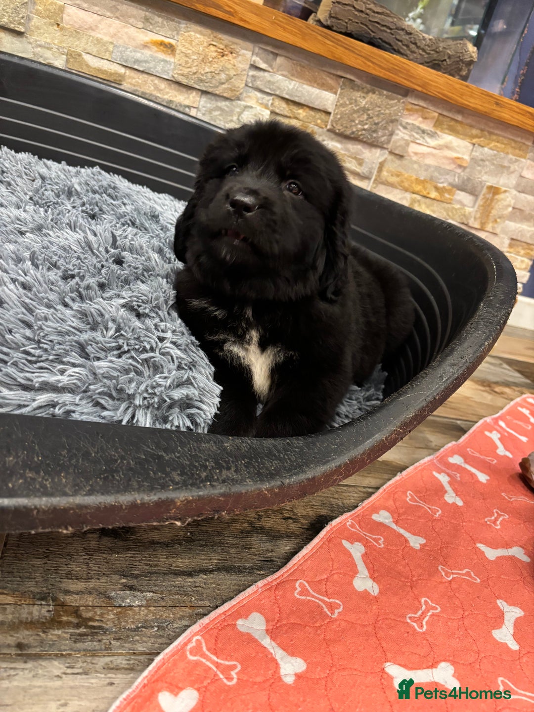 Newfoundland dogs for sale: Newfoundland puppies - Image 20