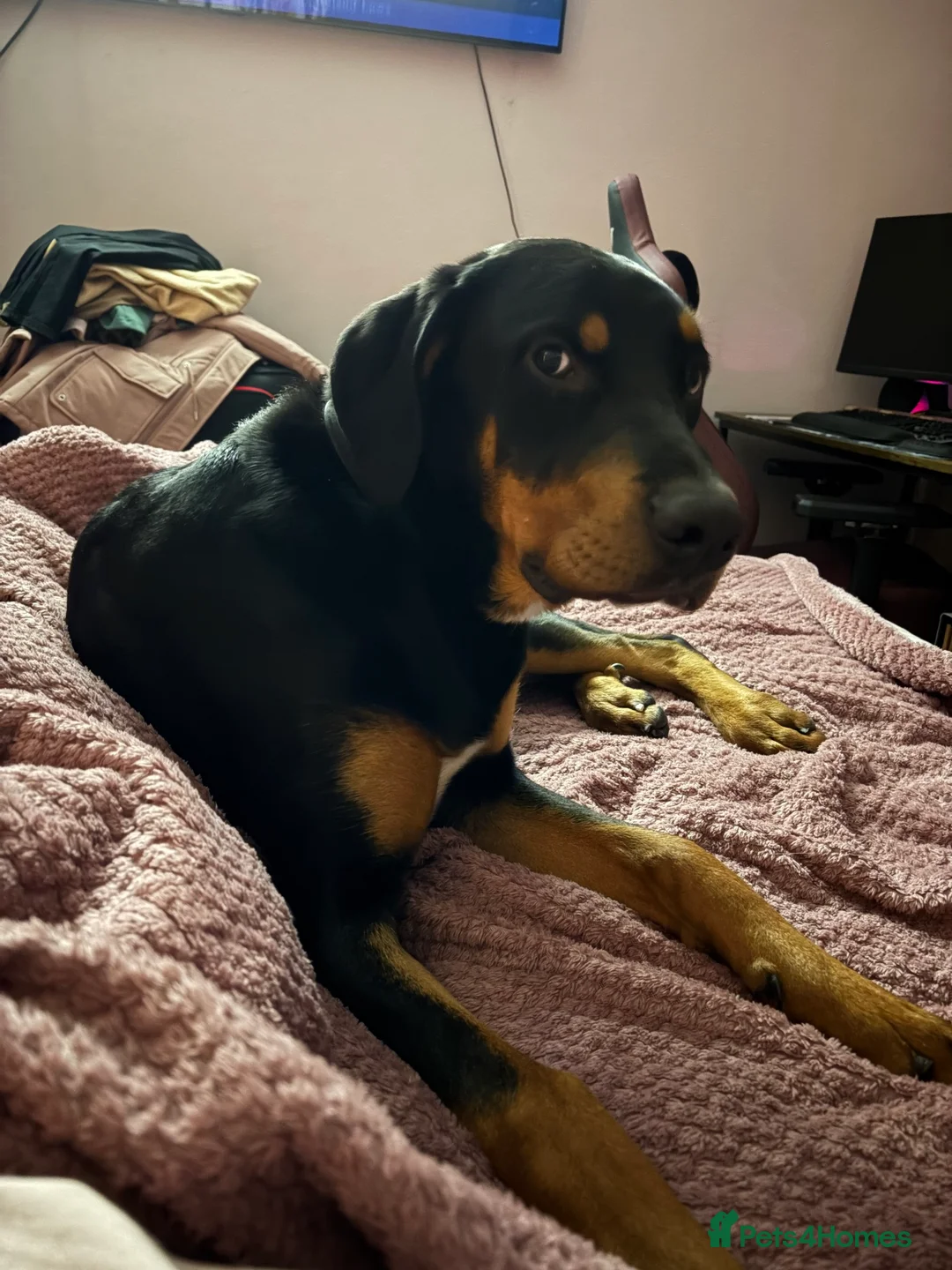 Mixed Breed dogs for sale: Bernese cross Doberman  - Advert 4