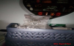 British Shorthair cats for sale: 1 blue BSH girl left for sale  in Burnley - Image 5