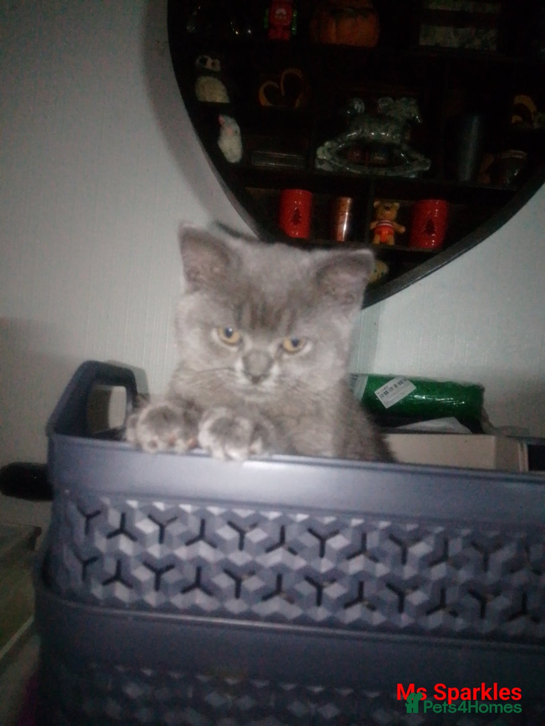 British Shorthair cats for sale: 1 blue BSH girl left for sale  in Burnley - Image 5