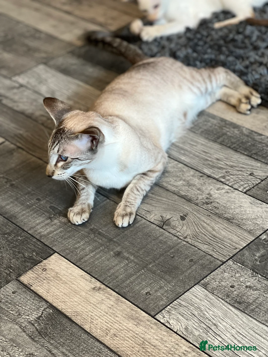 Siamese cats for sale: Stunning Gccf girls  - Advert 3