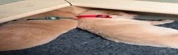 Labrador Retriever dogs for sale: KC Fox Red & Yellow Labrador Puppies - Advert 6