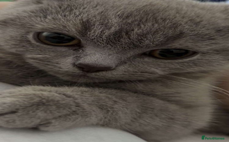 British Shorthair cats - Advert 15