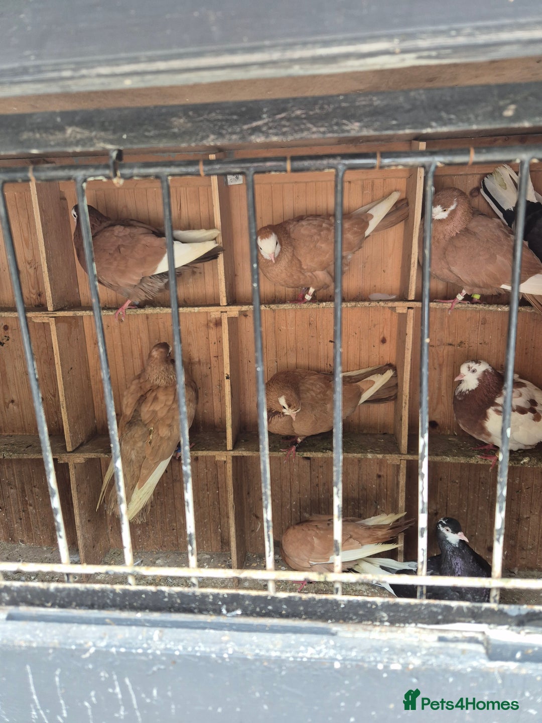 Pigeons birds for sale: Wolverhampton tumblers  - Image 4