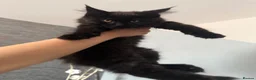 Maine Coon cats for sale: Beautiful Maine Coon Kittens  - Advert 12