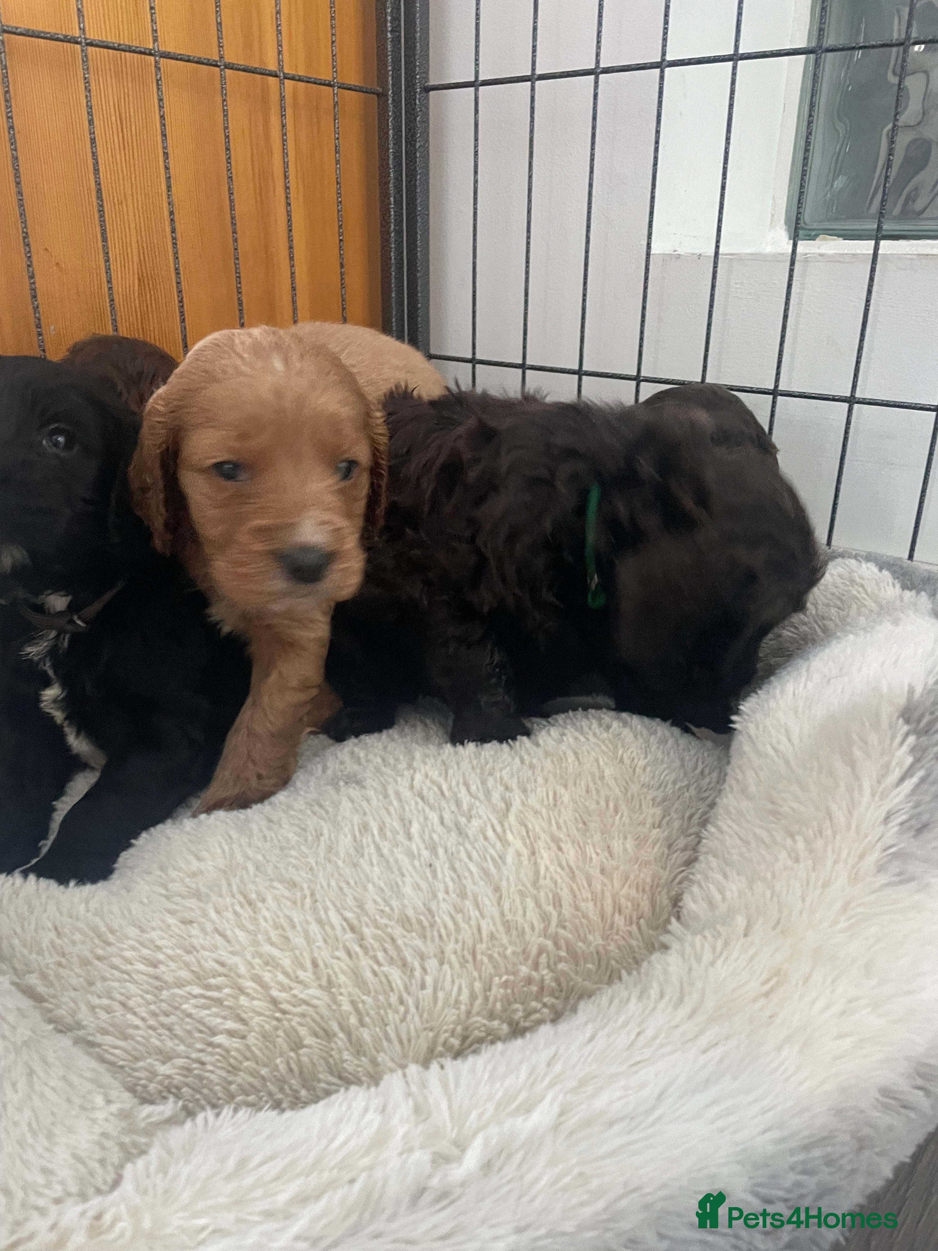 Cockapoo dogs Beautiful cockapoo puppies  - Advert 2