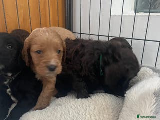 Cockapoo dogs Beautiful cockapoo puppies - Advert 5