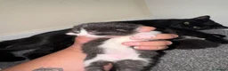 Domestic Shorthair cats for sale: LovelyLitter of 5 Healthy Kittens ready to reserve in Wednesbury - Advert 12