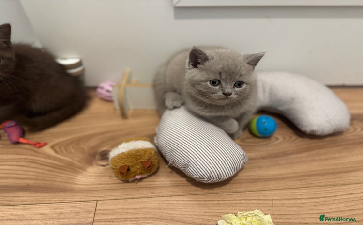 British Shorthair cats - Advert 14