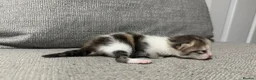 Mixed Breed cats for sale: Gorgeous kittens - Advert 13