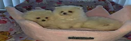 Pomeranian dogs for sale: 3 gorgeous, small white Pomeranians ready now!! - Advert 19