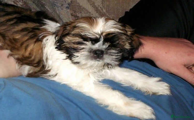 Shih Tzu dogs - Advert 11